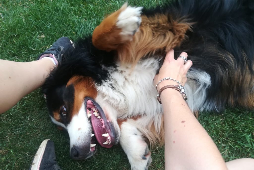 Hyona, chien de l'équipe de CréA