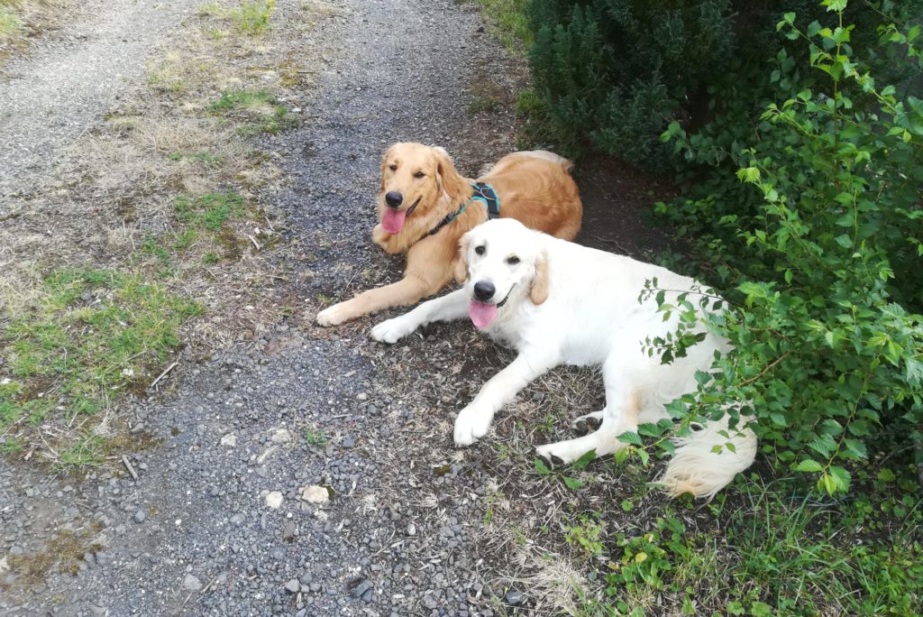 Première rencontre entre Oz et Noisette, chiens de l'équipe de CréA