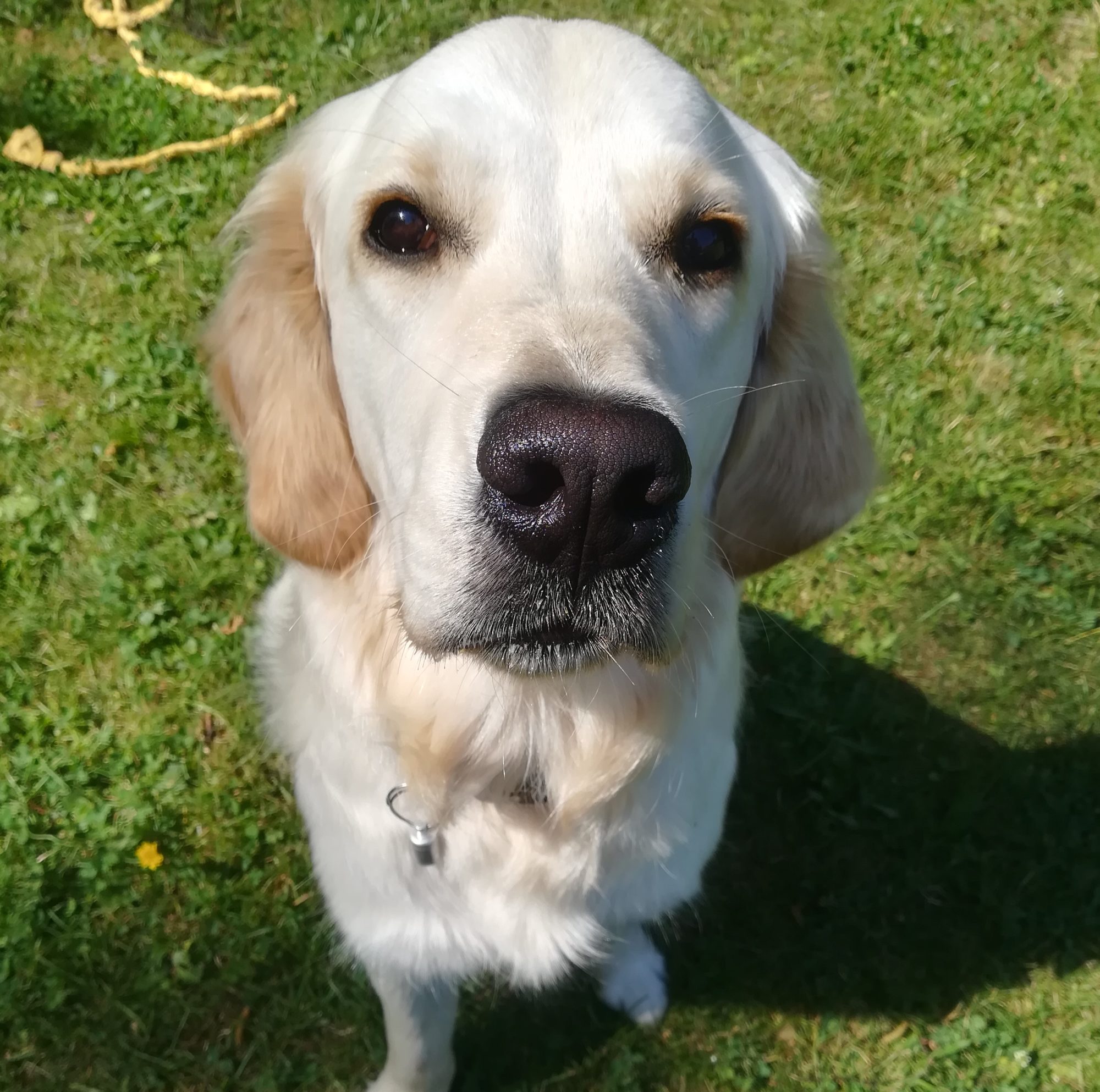 Noisette, chien de médiation animale