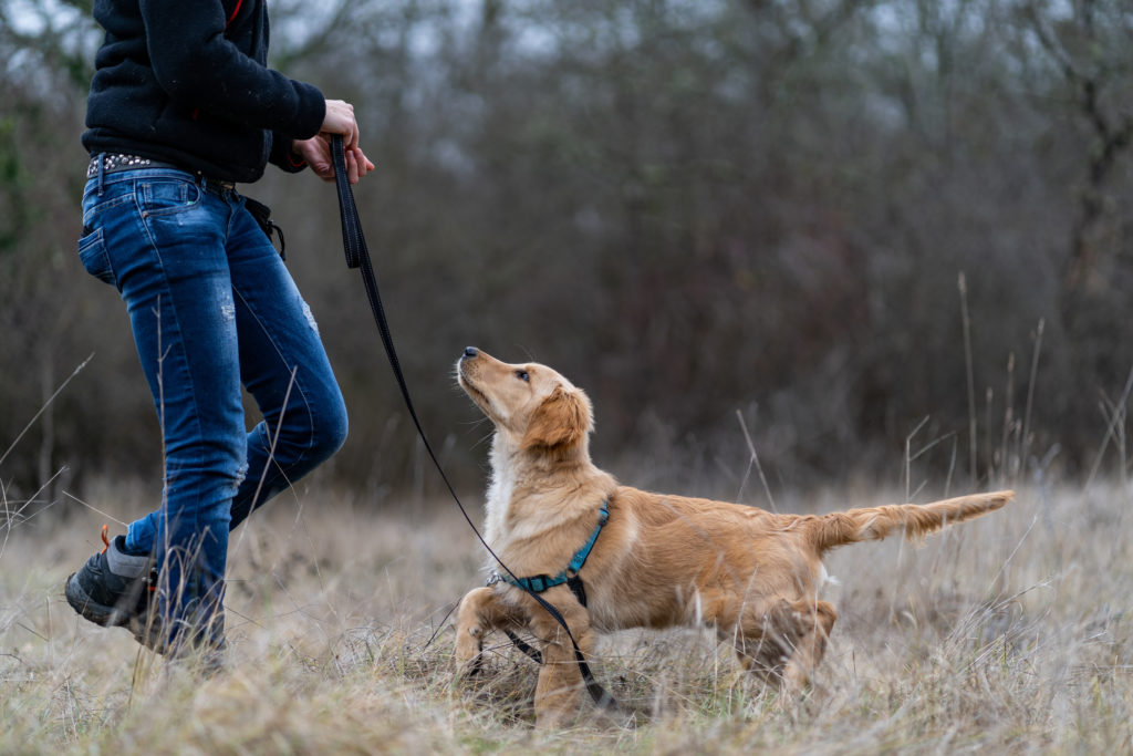 Entraînement de Oz, chien de l'équipe de CréA