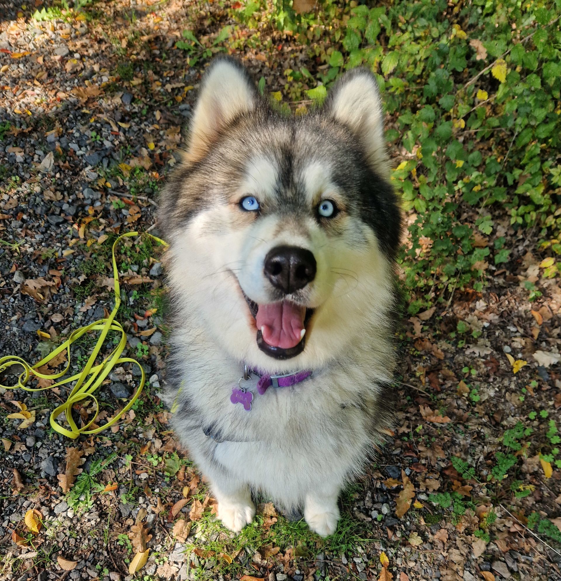 Nala, chien de travail en médiation animale