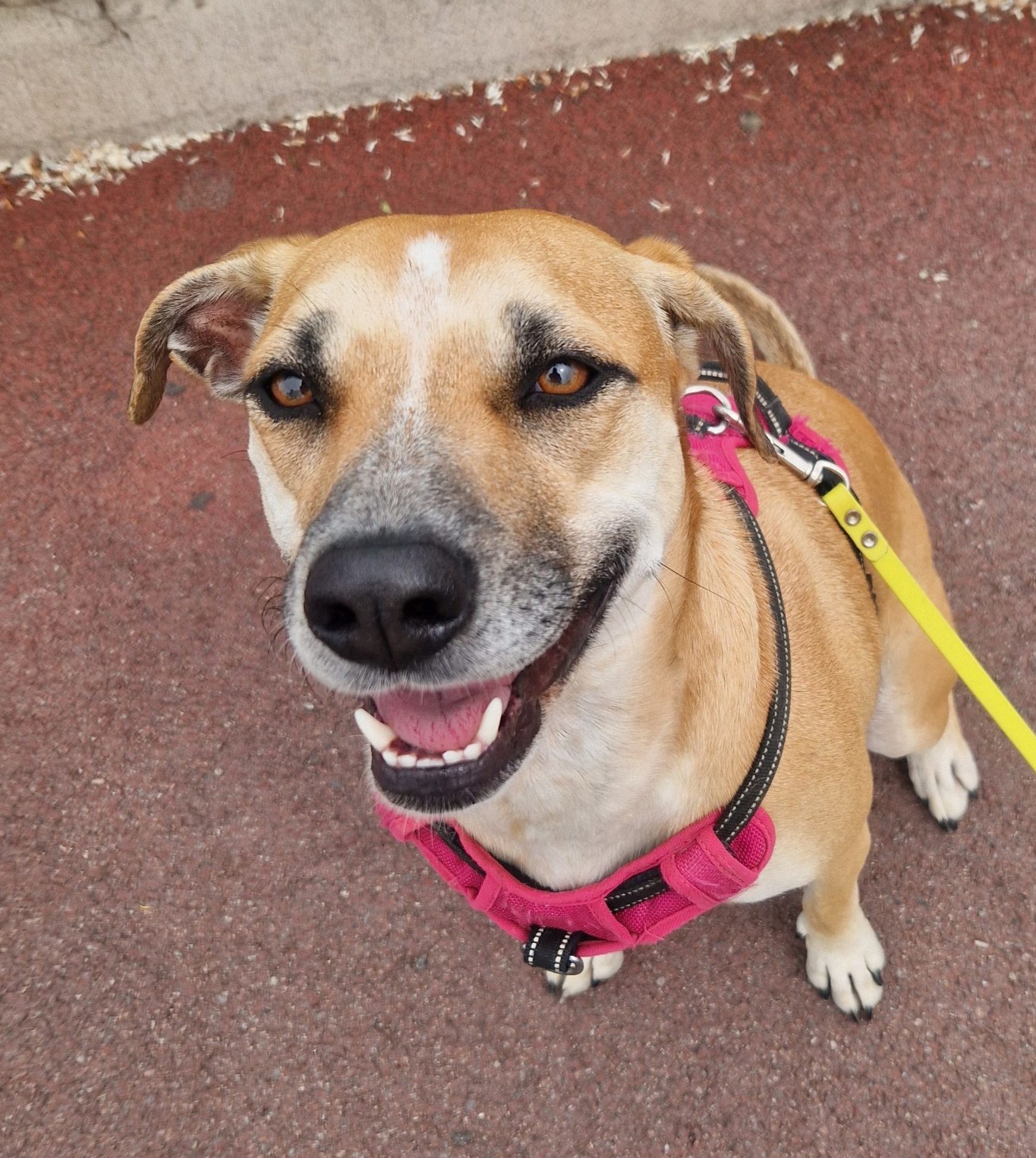 Vanille, chien de travail en médiation animale